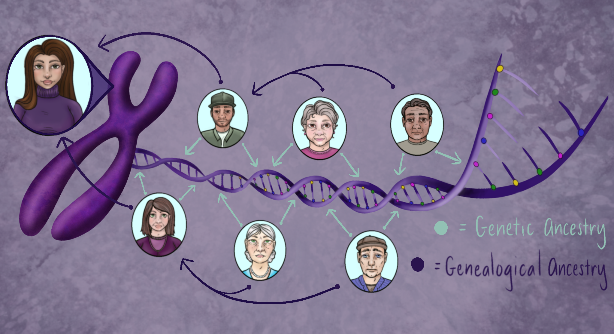 Image description: Picture depicts a cartoon image of the author in a circle beside a drawing of a chromosome unwinding into a strand of DNA, implying that it represents the author's DNA. Above and below the DNA strand are drawings of the author's parents and grandparents as depicted in the family tree image earlier. Each person has teal arrows pointing to random places on the DNA strand, representing their donations to the author's genetic ancestry. There are also purple arrows leading from parent to child, starting with each grandparent, representing genealogical ancestry.